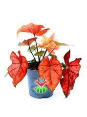 Caladium Bicolor Pembe Kırımızı Yapraklı 14 cm Saksılı