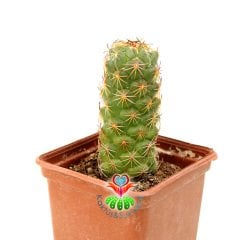 Kaktüs-Coryphantha Pulleineana -9cm Saksıda-Sarı Renk Çiçek Açar