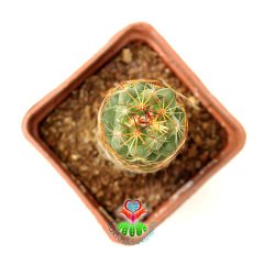 Kaktüs-Coryphantha Pulleineana -9cm Saksıda-Sarı Renk Çiçek Açar