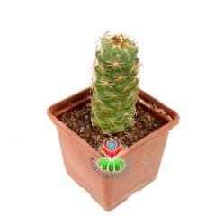 Kaktüs-Coryphantha Pulleineana -9cm Saksıda-Sarı Renk Çiçek Açar
