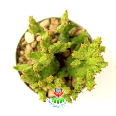 Çok Nadir Tür Kaktüs-Euphorbia Enopla Carolina-6,5 cm Saksıda