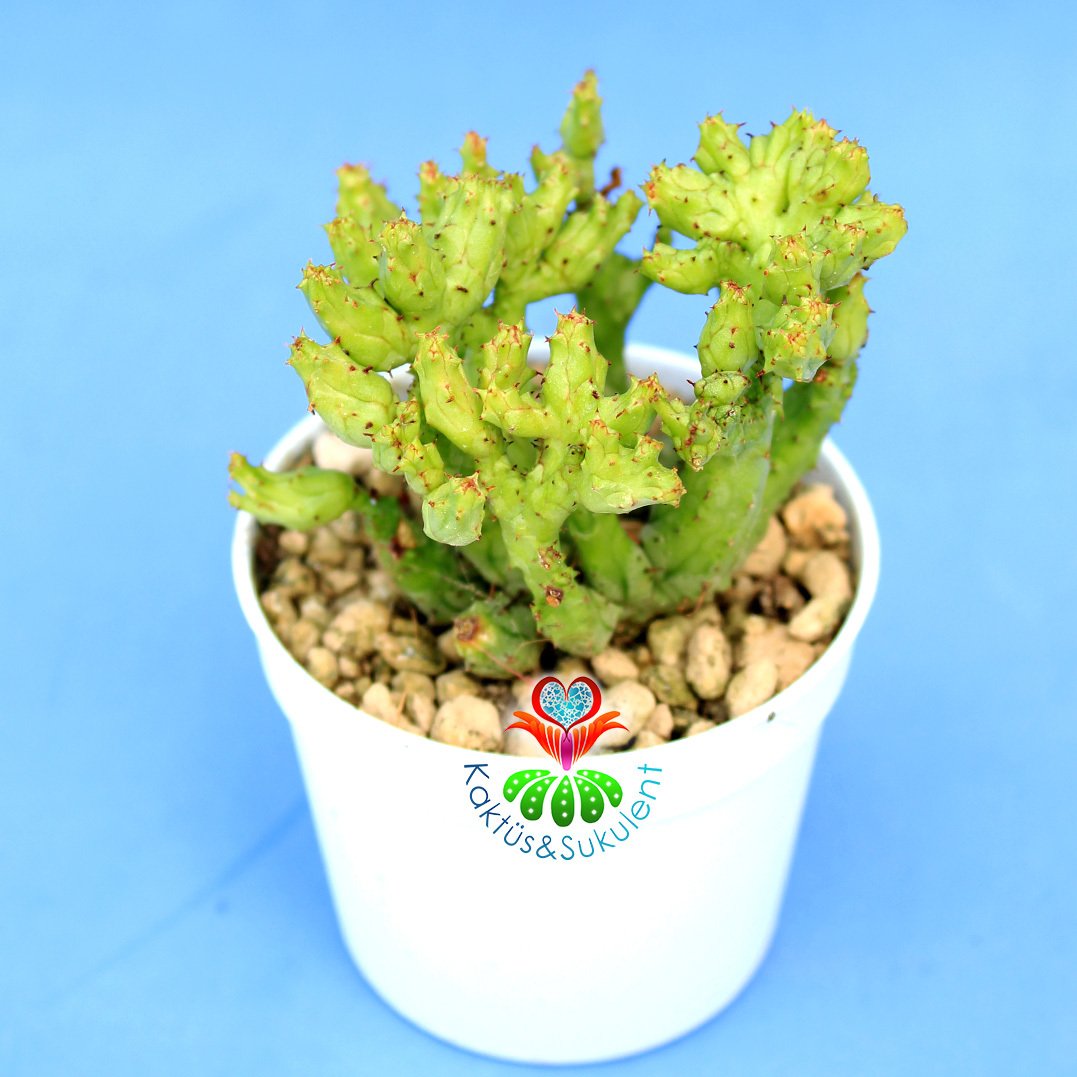 Çok Nadir Tür Kaktüs-Euphorbia Enopla Carolina-6,5 cm Saksıda