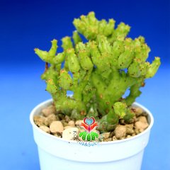 Çok Nadir Tür Kaktüs-Euphorbia Enopla Carolina-6,5 cm Saksıda