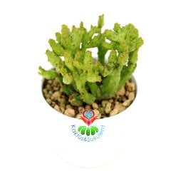 Çok Nadir Tür Kaktüs-Euphorbia Enopla Carolina-6,5 cm Saksıda