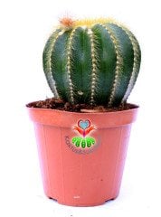 Notocactus Magnificus-Sarı Renk Çiçek Açar-10,5cm Saksıda Büyük Boy