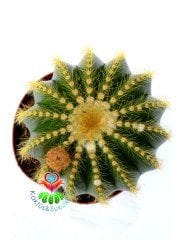 Notocactus Magnificus-Sarı Renk Çiçek Açar-10,5cm Saksıda Büyük Boy