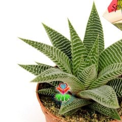 Haworthia Spider White -8,5 cm Saksıda-Çok Şık İnce Beyaz Çizgili
