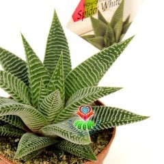Haworthia Spider White -8,5 cm Saksıda-Çok Şık İnce Beyaz Çizgili