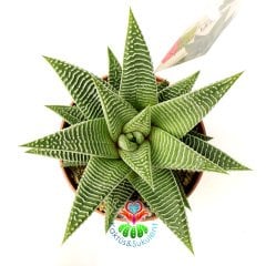 Haworthia Spider White -8,5 cm Saksıda-Çok Şık İnce Beyaz Çizgili