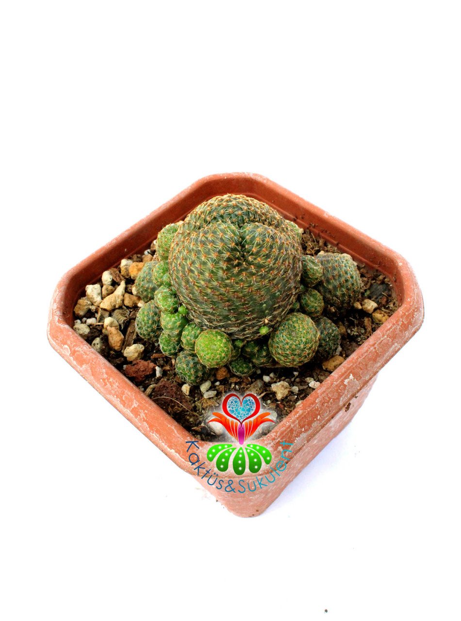 Rebutia Marsoneri 'krainziana' 10 cm Kare Saksıda Yetişkin Form Çiçek Açan Kaktüs