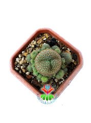 Rebutia Marsoneri 'krainziana' 10 cm Kare Saksıda Yetişkin Form Çiçek Açan Kaktüs