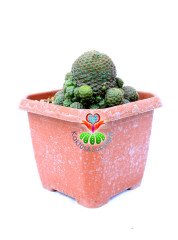 Rebutia Marsoneri 'krainziana' 10 cm Kare Saksıda Yetişkin Form Çiçek Açan Kaktüs
