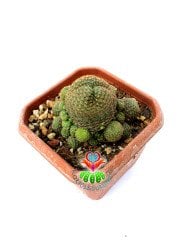 Rebutia Marsoneri 'krainziana' 10 cm Kare Saksıda Yetişkin Form Çiçek Açan Kaktüs