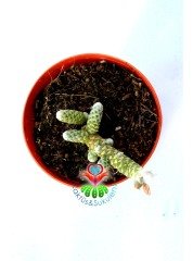 Avonia Papyracea Namaensis Nadir Tür -Uygun Fiyat- 5,5 cm saksıda