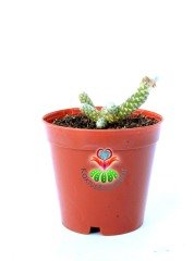 Avonia Papyracea Namaensis Nadir Tür -Uygun Fiyat- 5,5 cm saksıda