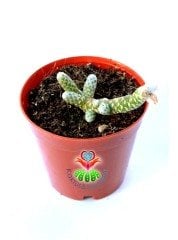 Avonia Papyracea Namaensis Nadir Tür -Uygun Fiyat- 5,5 cm saksıda