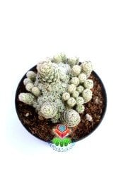 Escobaria Sneedii - 8,5 cm Saksıda-Nadir Tür-Pembe Renk Çiçek Açar