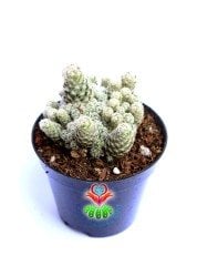 Escobaria Sneedii - 8,5 cm Saksıda-Nadir Tür-Pembe Renk Çiçek Açar