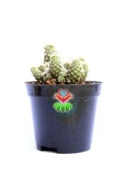 Escobaria Sneedii - 8,5 cm Saksıda-Nadir Tür-Pembe Renk Çiçek Açar