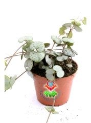 Kalp Kalbe Karşı Çiçeği ,Ceropegia Woodii Sarkan Sukulent 6 cm saksıda en az 4-5 köklüdür