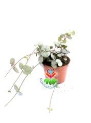 Kalp Kalbe Karşı Çiçeği ,Ceropegia Woodii Sarkan Sukulent 6 cm saksıda en az 4-5 köklüdür