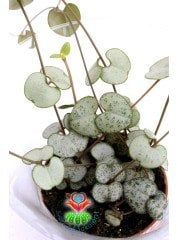Kalp Kalbe Karşı Çiçeği ,Ceropegia Woodii Sarkan Sukulent 6 cm saksıda en az 4-5 köklüdür