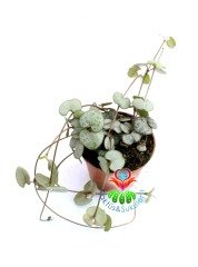 Kalp Kalbe Karşı Çiçeği ,Ceropegia Woodii Sarkan Sukulent 6 cm saksıda en az 4-5 köklüdür