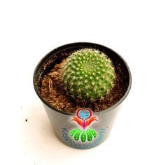Kaktüs, Rebutia Krainziana-Kırmızı Renk Çiçek Açar 5,5 cm saksıda-Koleksiyonluk Kaktüs Çeşidi