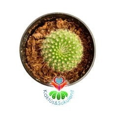 Kaktüs, Rebutia Krainziana-Kırmızı Renk Çiçek Açar 5,5 cm saksıda-Koleksiyonluk Kaktüs Çeşidi