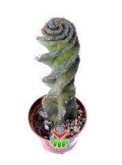 Cereus Forbesii Spiralis -Dönerek Büyüyen Nadir Tür-14 cm Uzunluk 10,5 cm Saksıda