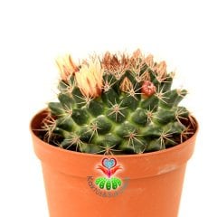 Mammillaria Zeyeriana-Beyaz Rernk Çiçek Açar-5,5 cm Saksıda Kaktüs