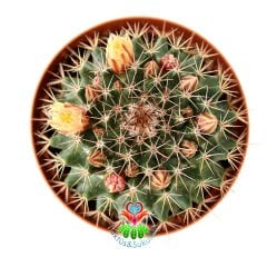 Mammillaria Zeyeriana-Beyaz Rernk Çiçek Açar-5,5 cm Saksıda Kaktüs