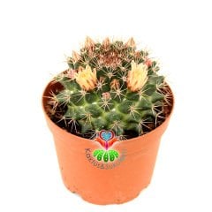 Mammillaria Zeyeriana-Beyaz Rernk Çiçek Açar-5,5 cm Saksıda Kaktüs