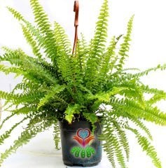 NASA onaylı bitki Aşk Merdiveni-Fujer- Nephrolepis Exaltata Eğrelti Otu-15 cm Askılı Saksıda-30 cm Uzunluk