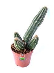 Chamaecereus Rojo Mükemmel Kırmızı Renk Çiçek Açar-Yavrulu -5,5 cm saksıda