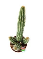 Chamaecereus Rojo Mükemmel Kırmızı Renk Çiçek Açar-Yavrulu -5,5 cm saksıda