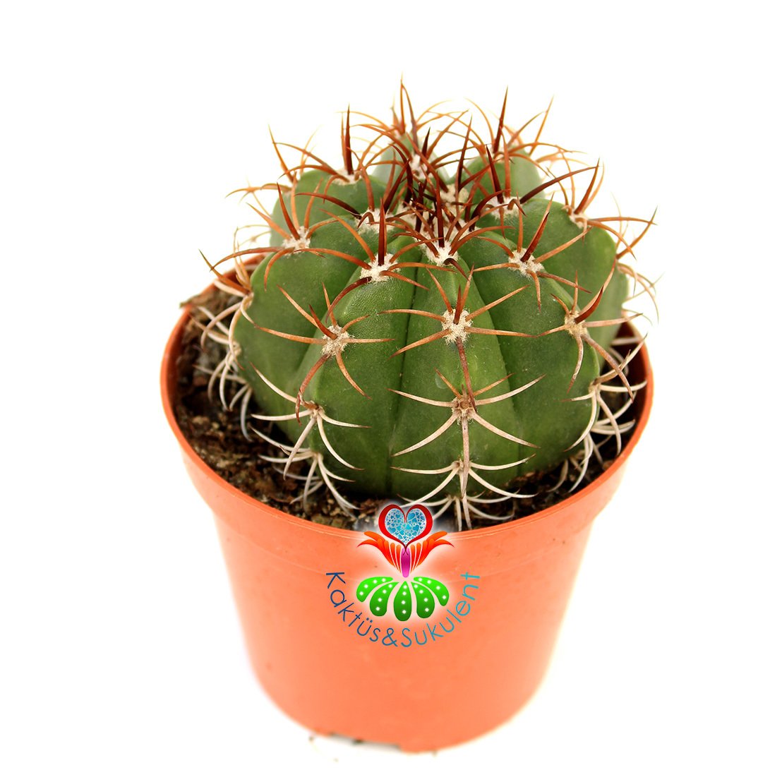 Melocactus Matanzanus - Kırmızı Renk Şapkası Çıkar-10,5 cm Saksıda