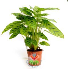 Calathea Leopardina-Açık Yeşil Zebra Desenli-Mükemmel Salon,Dua Çiçeği-10,5 cm Saksıda-30 cm Uzunluk
