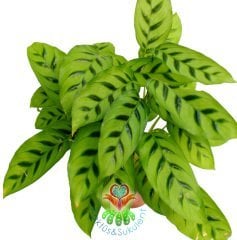 Calathea Leopardina-Açık Yeşil Zebra Desenli-Mükemmel Salon,Dua Çiçeği-10,5 cm Saksıda-30 cm Uzunluk
