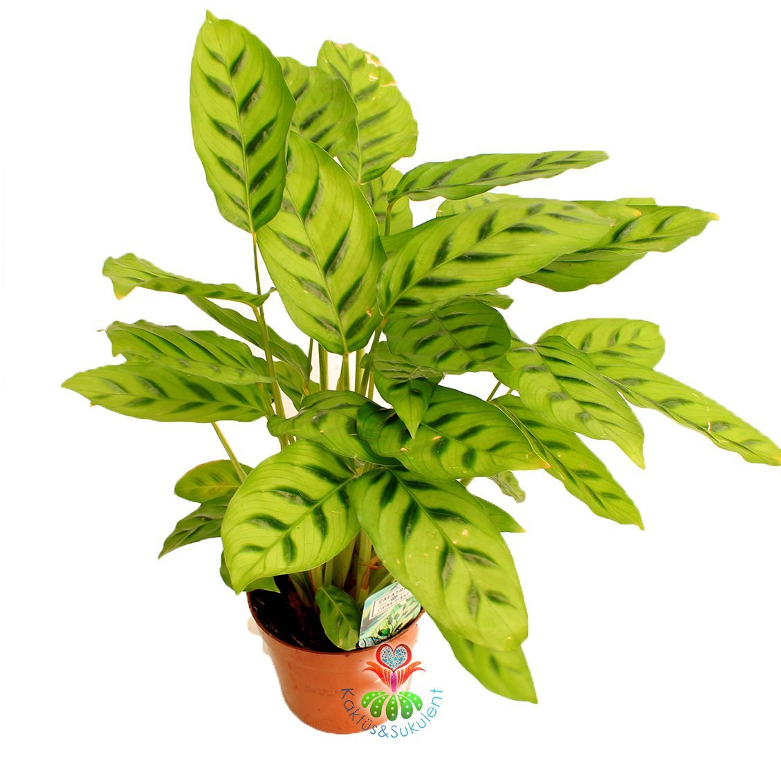 Calathea Leopardina-Açık Yeşil Zebra Desenli-Mükemmel Salon,Dua Çiçeği-10,5 cm Saksıda-30 cm Uzunluk
