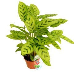 Calathea Leopardina-Açık Yeşil Zebra Desenli-Mükemmel Salon,Dua Çiçeği-10,5 cm Saksıda-30 cm Uzunluk