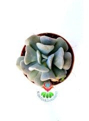 Echeveria Cubic Blue- 5,5 cm Saksıda-Kıvrık Yapraklı