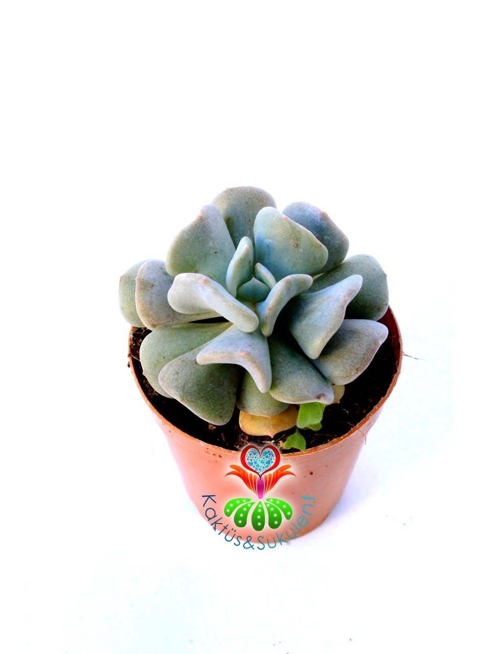 Echeveria Cubic Blue- 5,5 cm Saksıda-Kıvrık Yapraklı