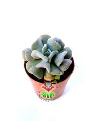 Echeveria Cubic Blue- 5,5 cm Saksıda-Kıvrık Yapraklı