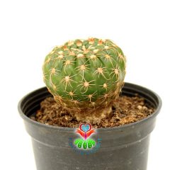 Notocactus Uebelmannianus-Mor Renk Çiçek Açar-8,5 cm Saksıda