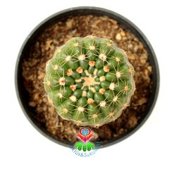 Notocactus Uebelmannianus-Mor Renk Çiçek Açar-8,5 cm Saksıda