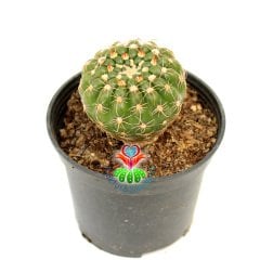 Notocactus Uebelmannianus-Mor Renk Çiçek Açar-8,5 cm Saksıda