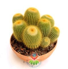 Kaktüs,Notocactus Leninghausii-Parlak Sarı Çiçek Açar-DEV BOY-7+ Bitki-17 cm Saksıda-Cactus,Sukulent