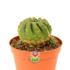 Notocactus Ottonis Tenebrosus- Büyük Sarı Renk Çiçek Açar-8,5 cm Saksıda