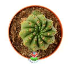 Notocactus Ottonis Tenebrosus- Büyük Sarı Renk Çiçek Açar-8,5 cm Saksıda